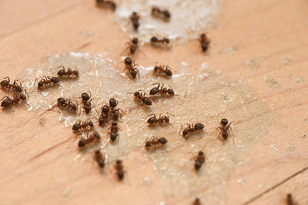 Best Commercial Pest Control Services  in Phoenixville, PA
